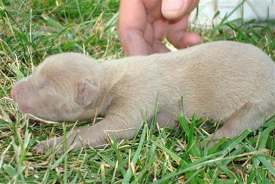 American Pit Bull Puppies for Sale